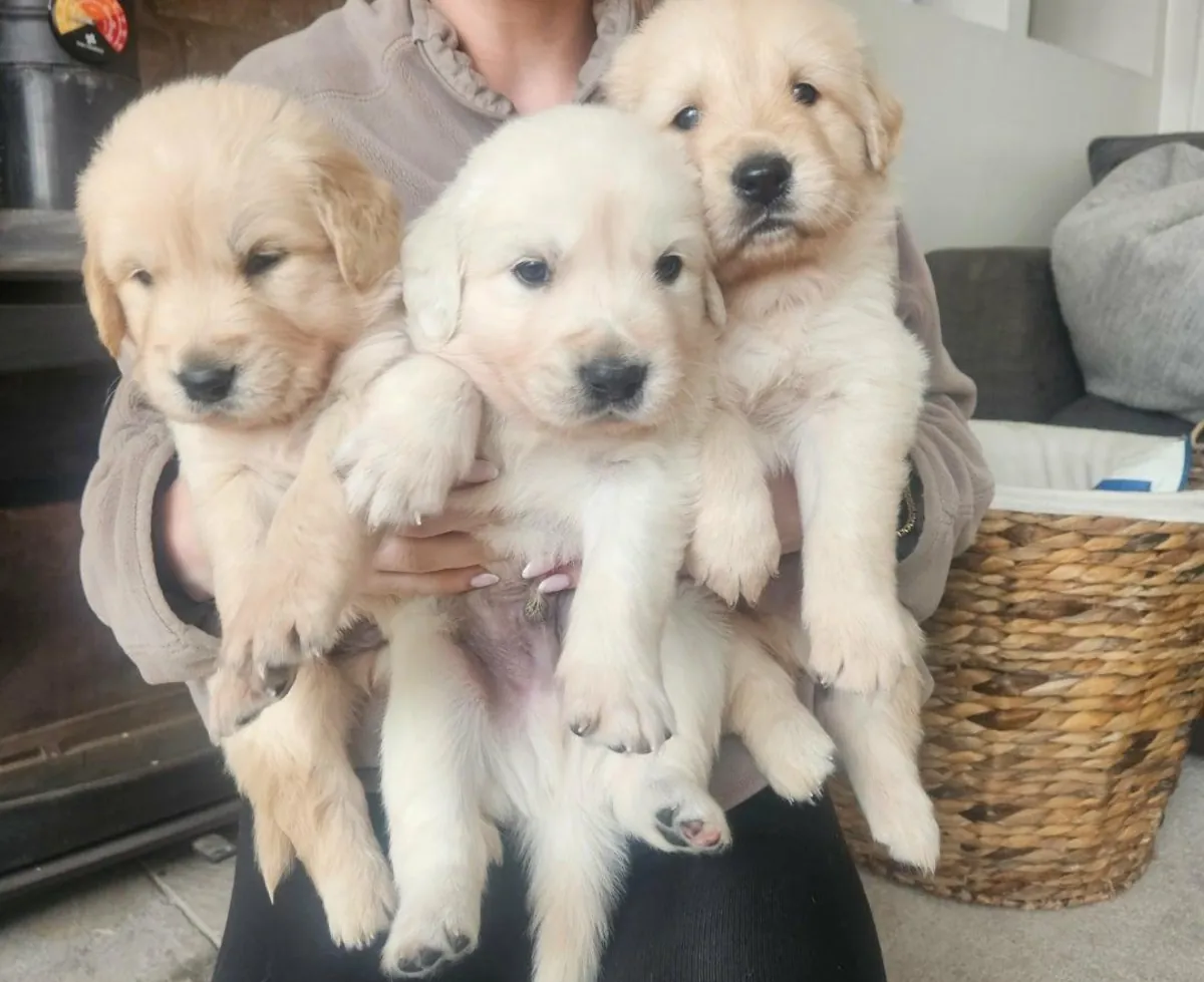 Chiots Golden Retriever (mâles et femelles) gratuits
