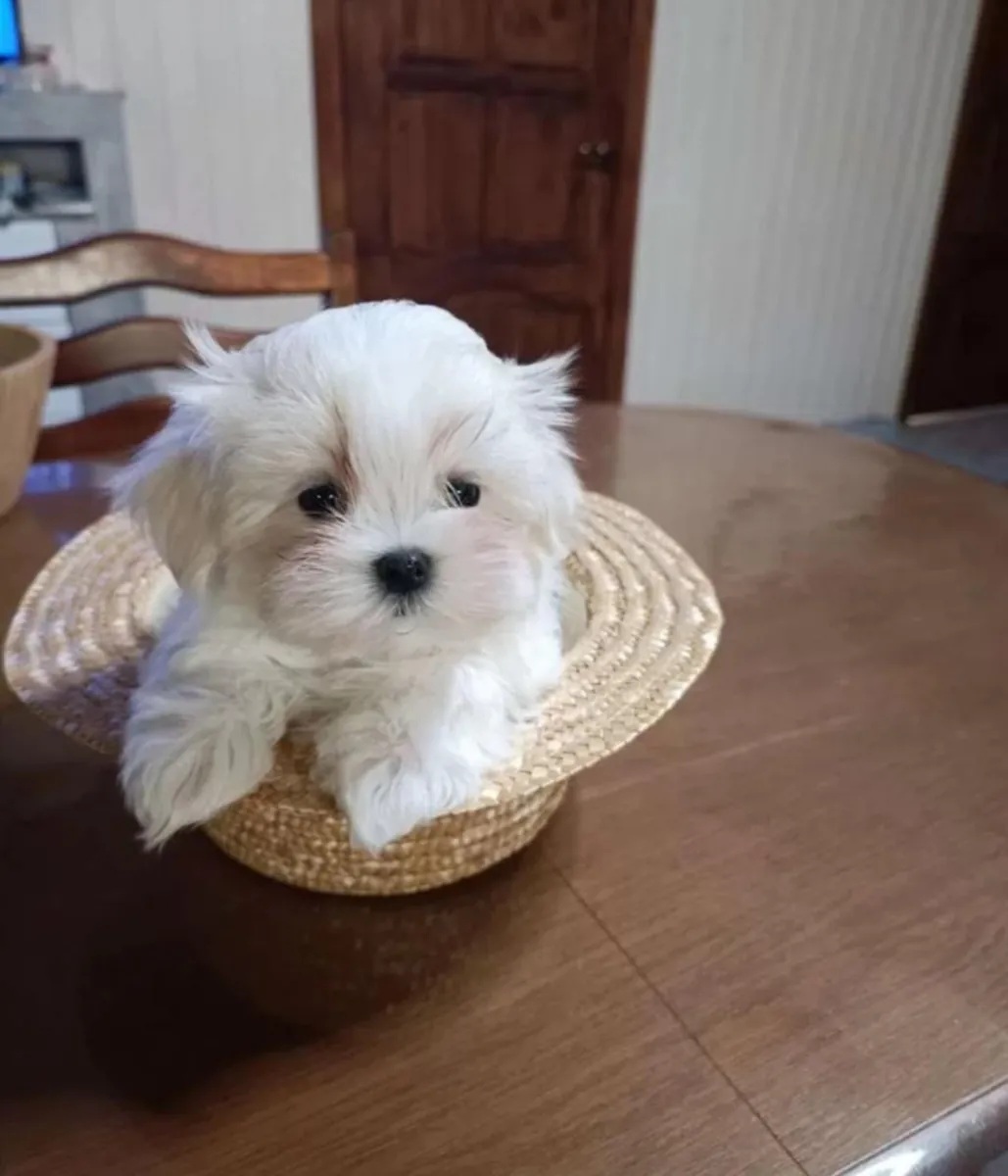 Chiots maltais (mâles et femelles) à donner gratuitement