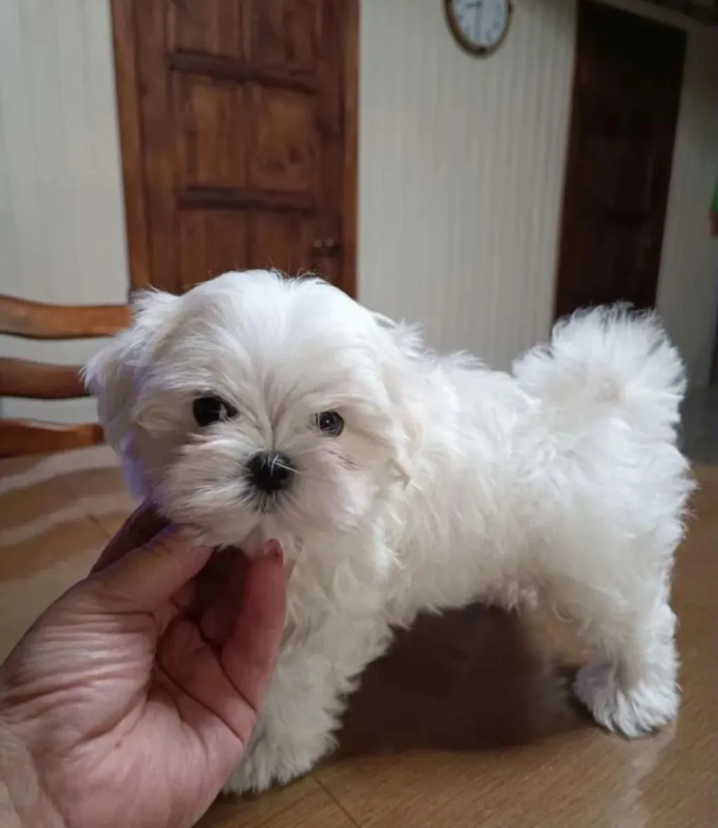 Chiots maltais (mâles et femelles) à donner gratuitement