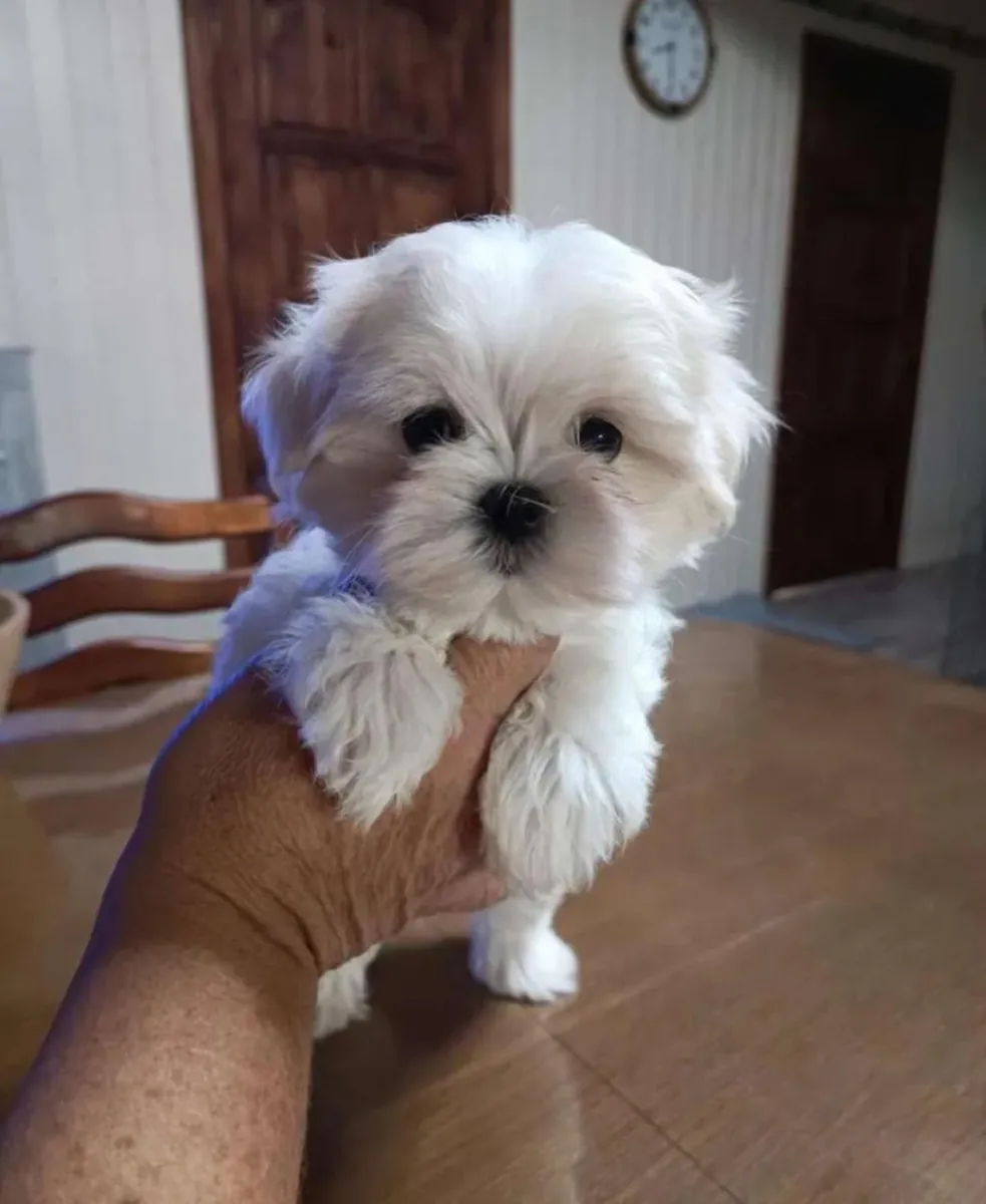 Chiots maltais (mâles et femelles) à donner gratuitement