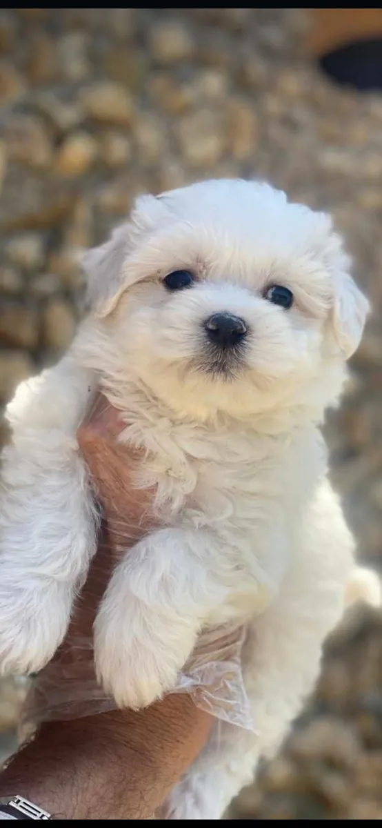 Chiots maltais (mâles et femelles) à donner gratuitement