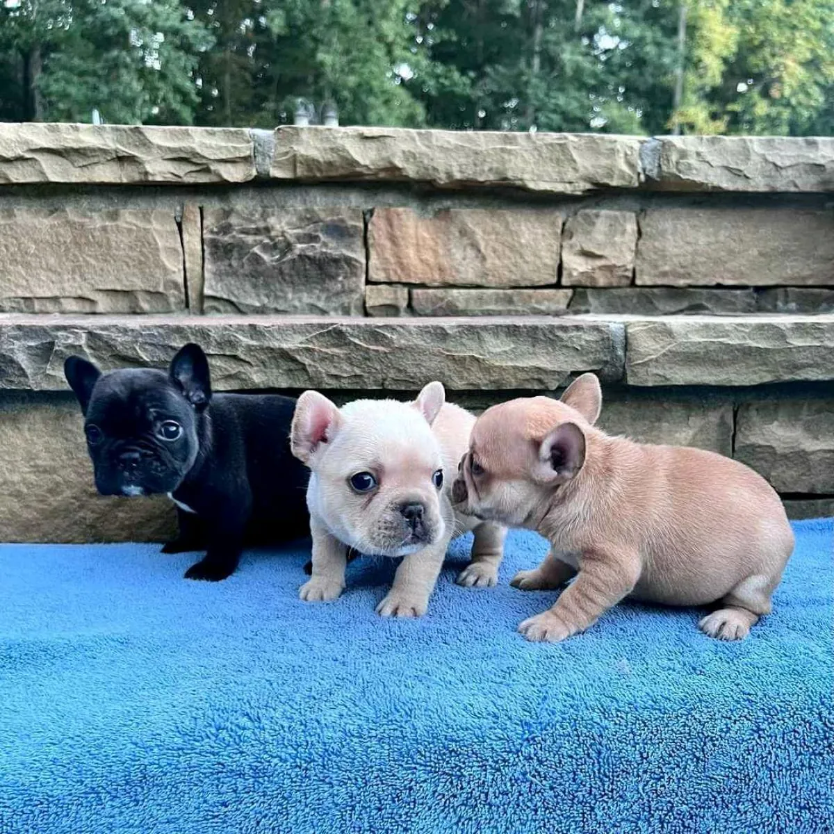 免费赠送法国斗牛犬幼犬（公母都有）。