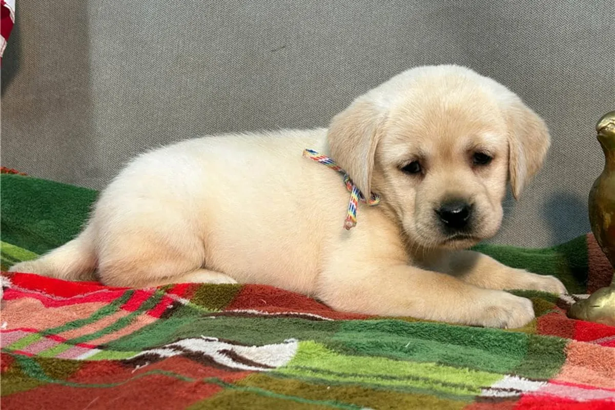 Cachorros de Labrador Retriever (macho y hembra) en Regalo