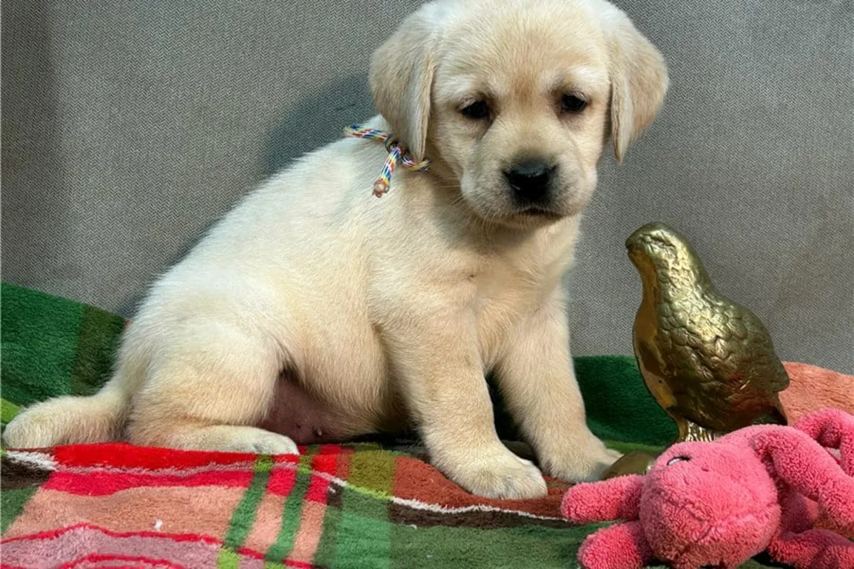 Cachorros de Labrador Retriever (macho y hembra) en Regalo