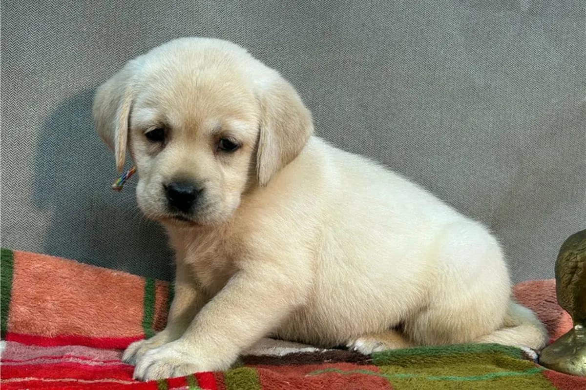 Cachorros de Labrador Retriever (macho y hembra) en Regalo