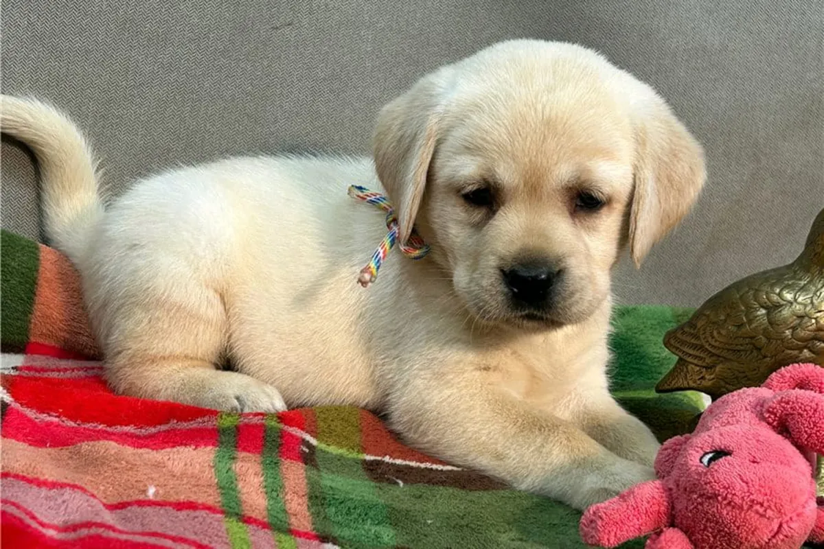 Cachorros de Labrador Retriever (macho y hembra) en Regalo