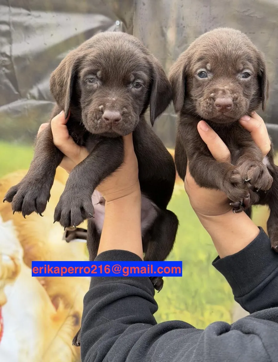 Labrador Retriever Yavruları (erkek ve dişi) Hediye
