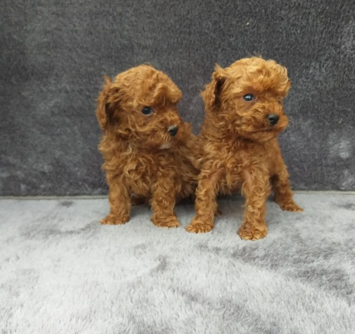 Gift a poodle puppies