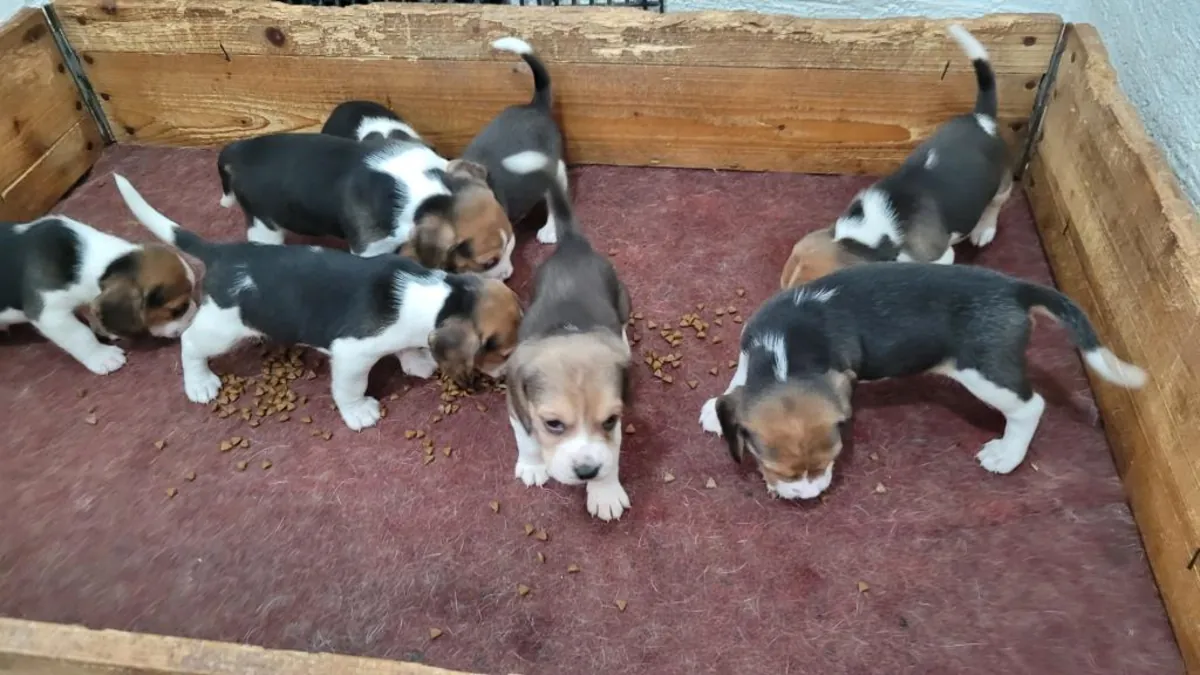Gift male and female Beagle puppies