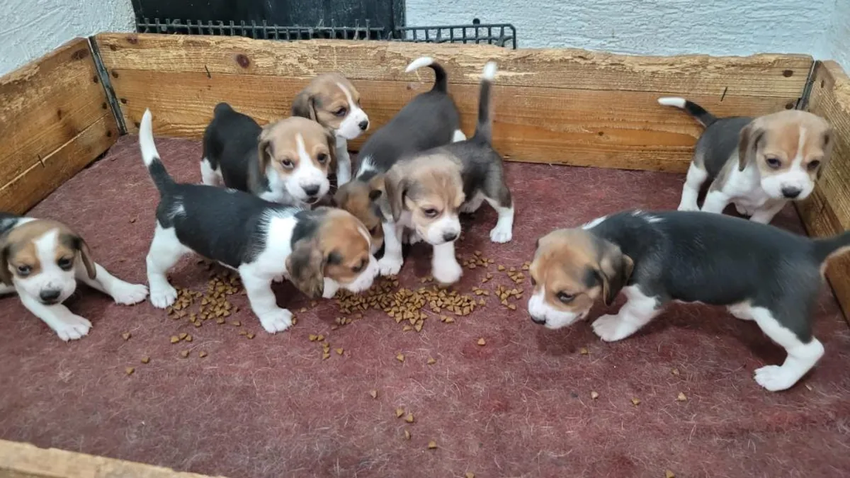 Gift male and female Beagle puppies