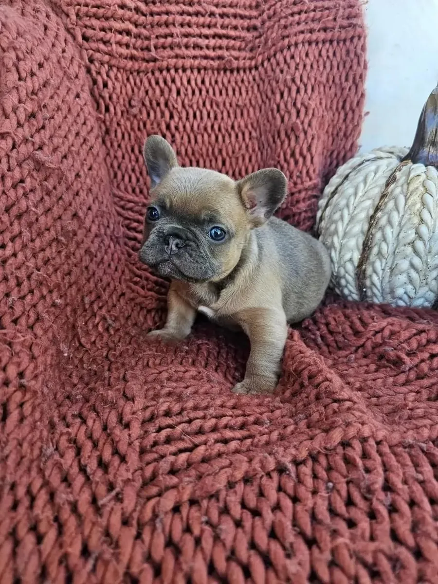 Gift male and female French Bulldog puppies