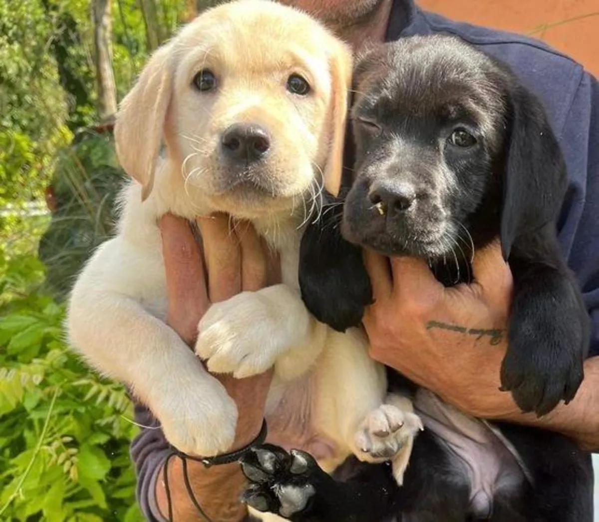 Gift male and female Labrador Retriever puppies