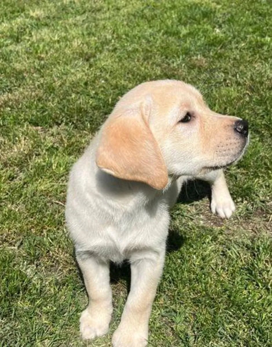 Gift male and female Labrador Retriever puppies