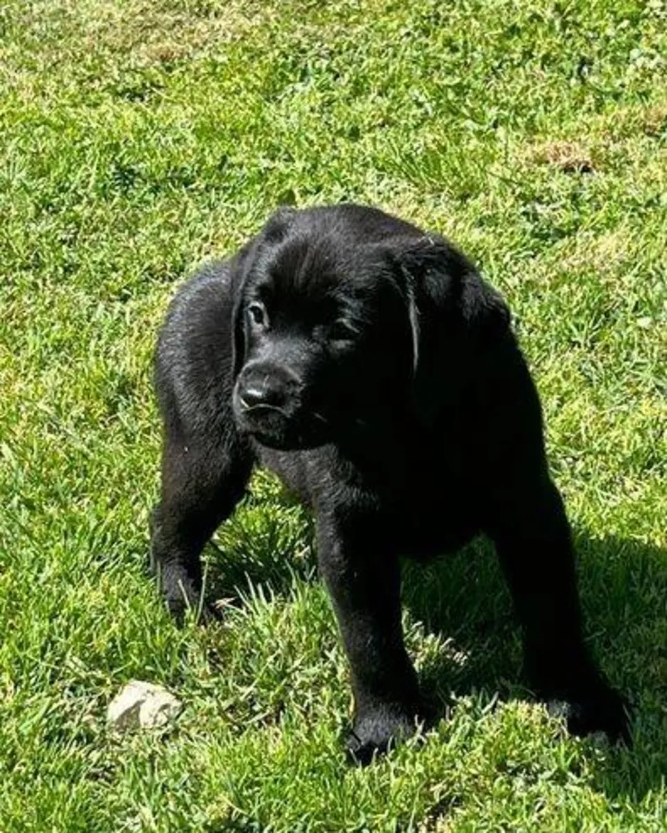 Gift male and female Labrador Retriever puppies