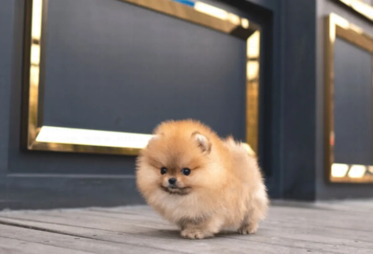 Chiot Mini Poméranien gratuit