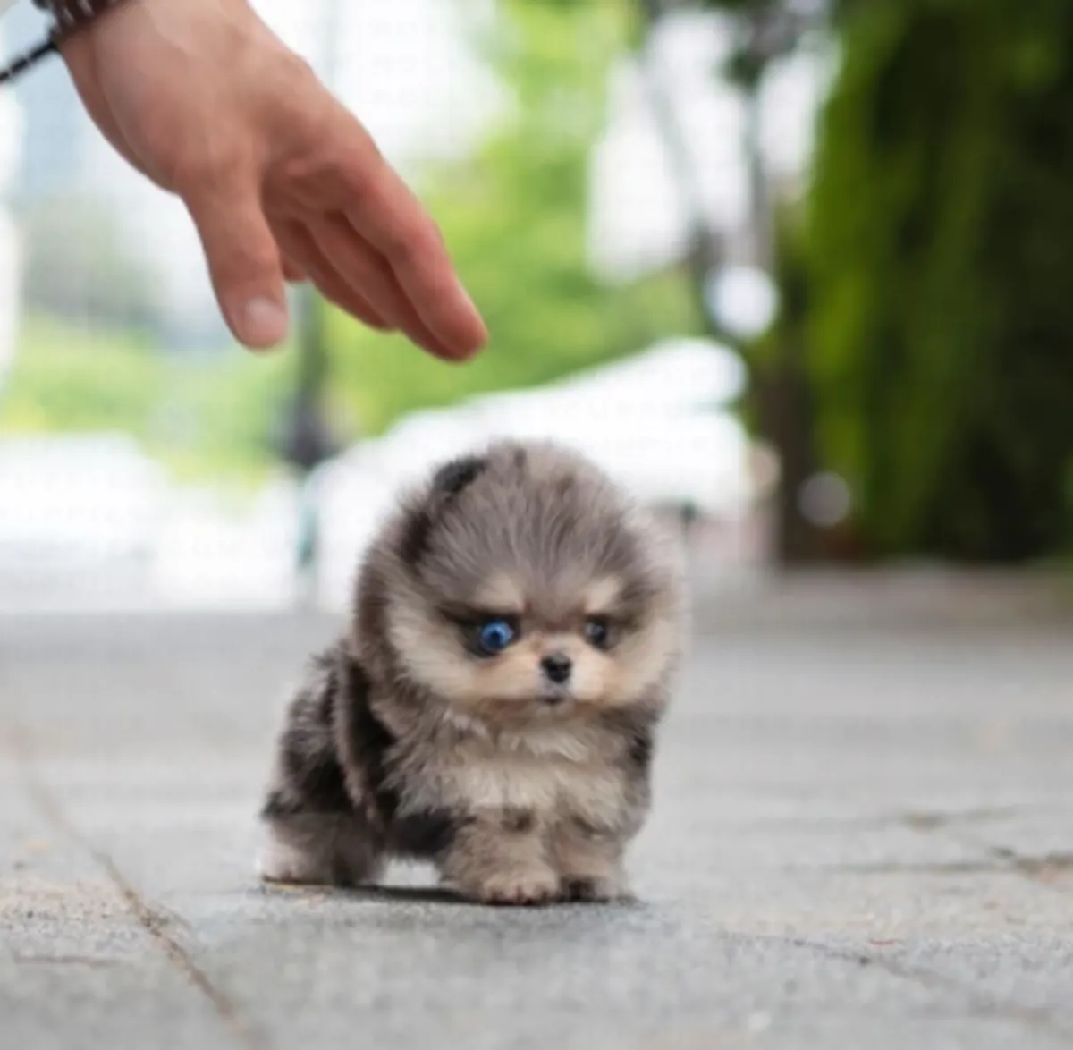 Chiot nain Poméranien gratuit