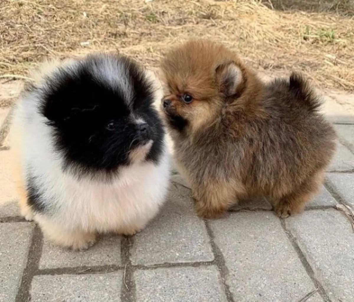 Cadeau pour un mini chien Poméranien et