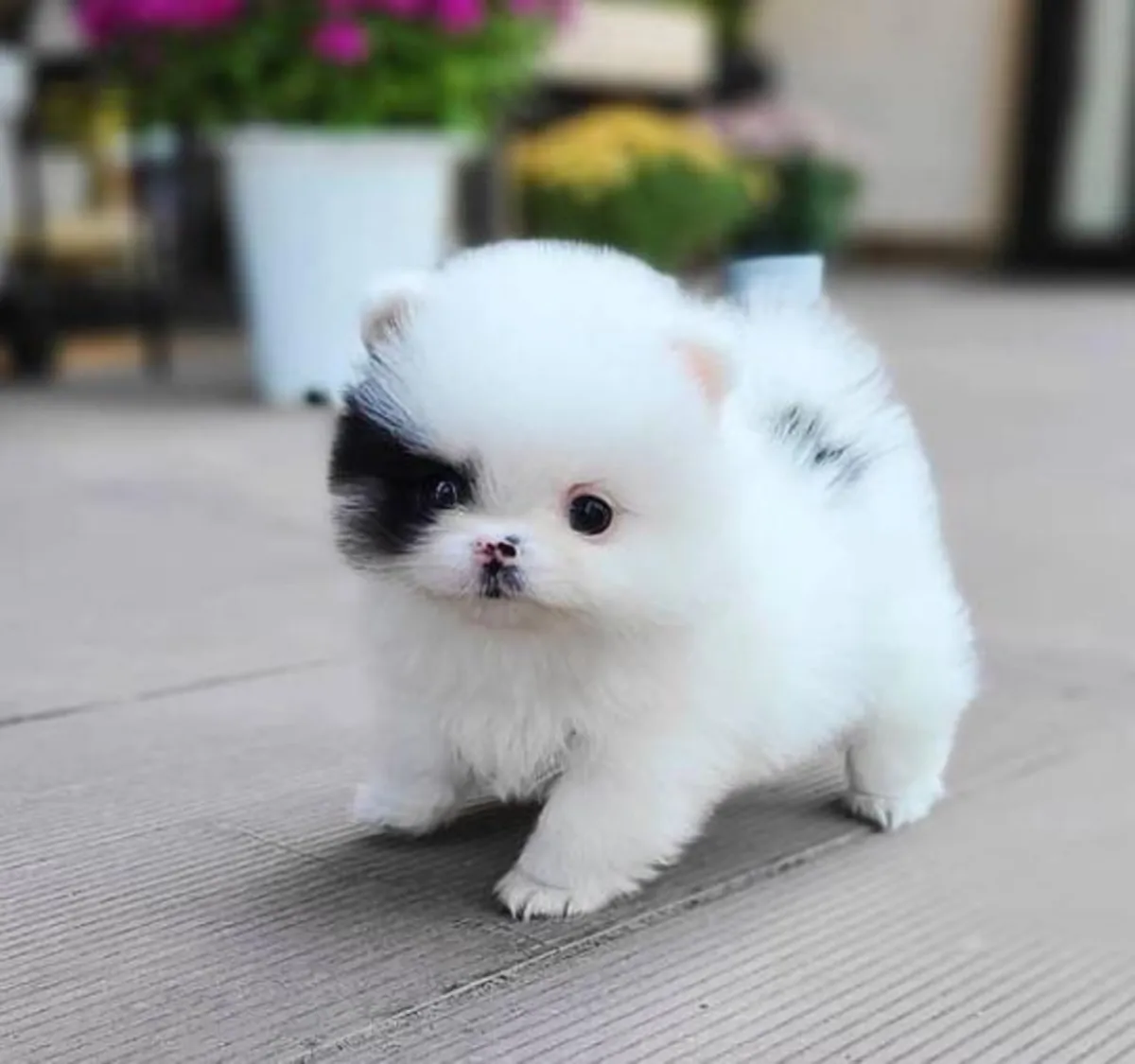 Regalo cachorro de Pomeranian Mini para adopcionl