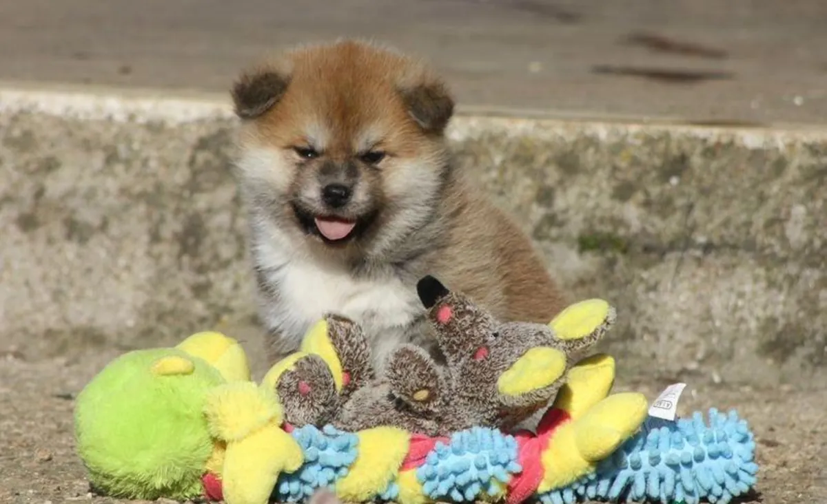 Cachorros Akita (macho y hembra) en regalo