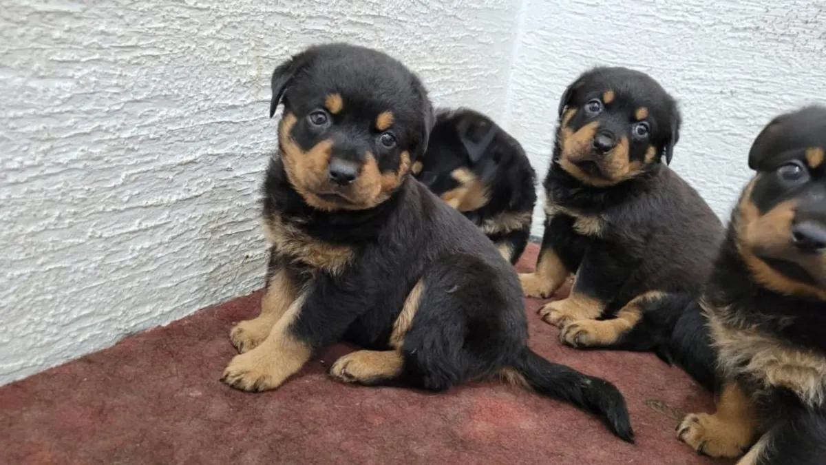 Rottweiler puppies (male and female) for free