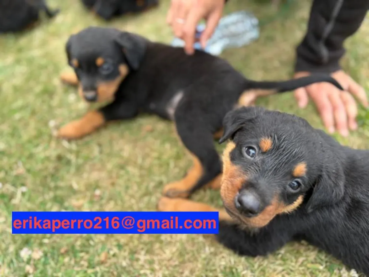 Rottweiler Yavruları (erkek ve dişi) hediye