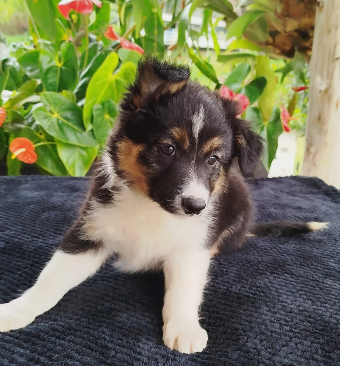 Chiots Border Collie (mâles et femelles) à donner gratuitement