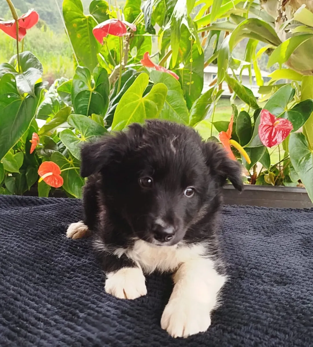 Chiots Border Collie (mâles et femelles) à donner gratuitement
