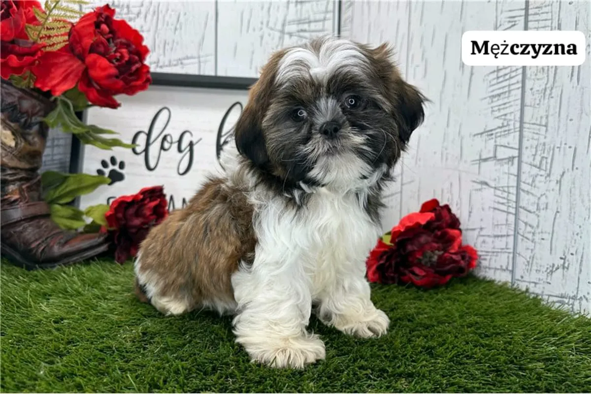 免费赠送西施幼犬（公母都有）。