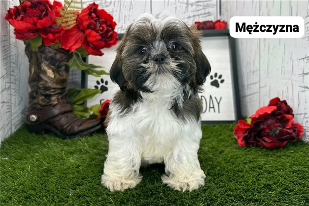 免费赠送西施幼犬（公母都有）。