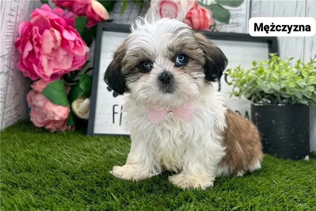 免费赠送西施幼犬（公母都有）。