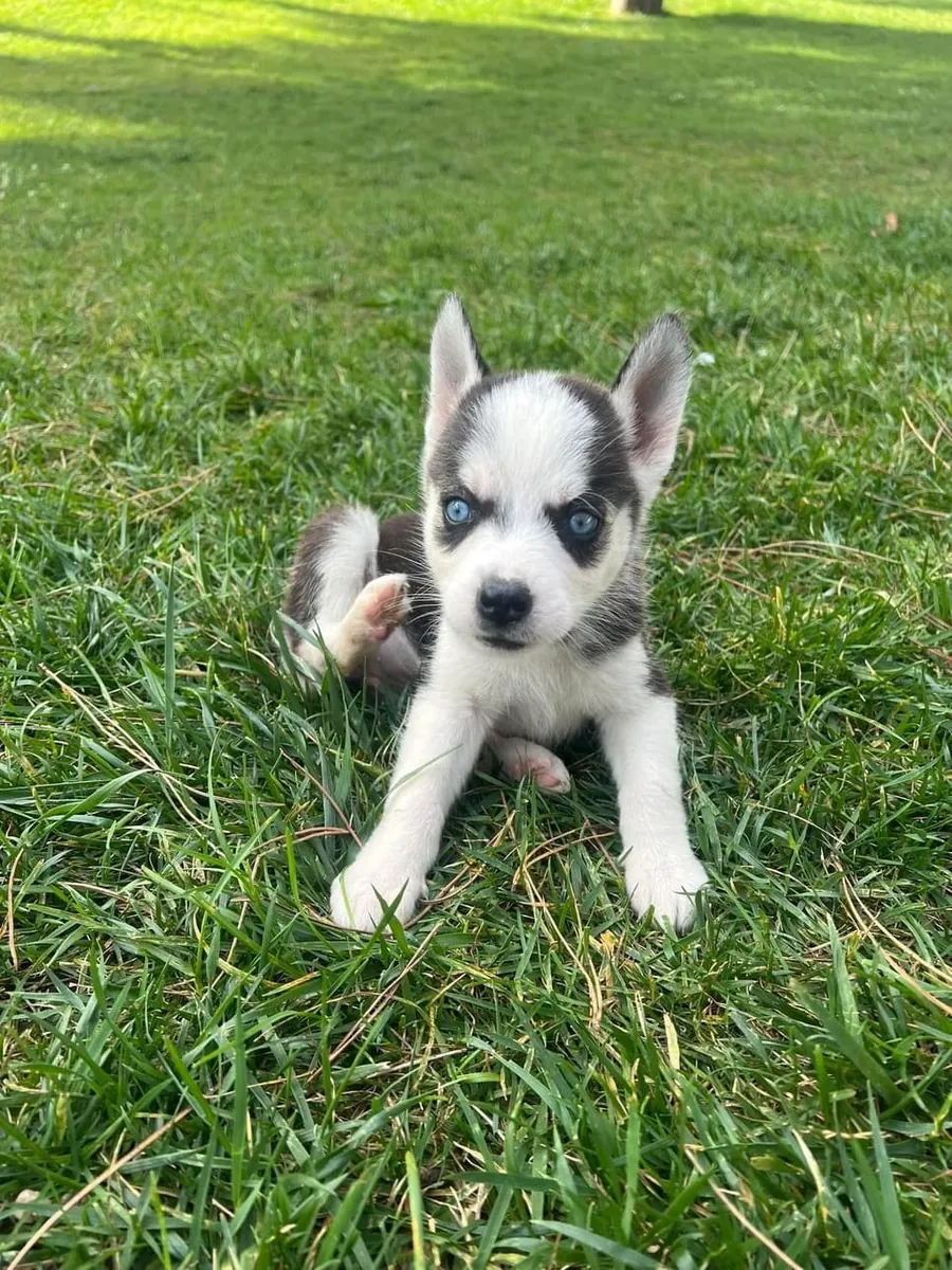 Chiots Husky de Sibérie (mâles et femelles) à adopter