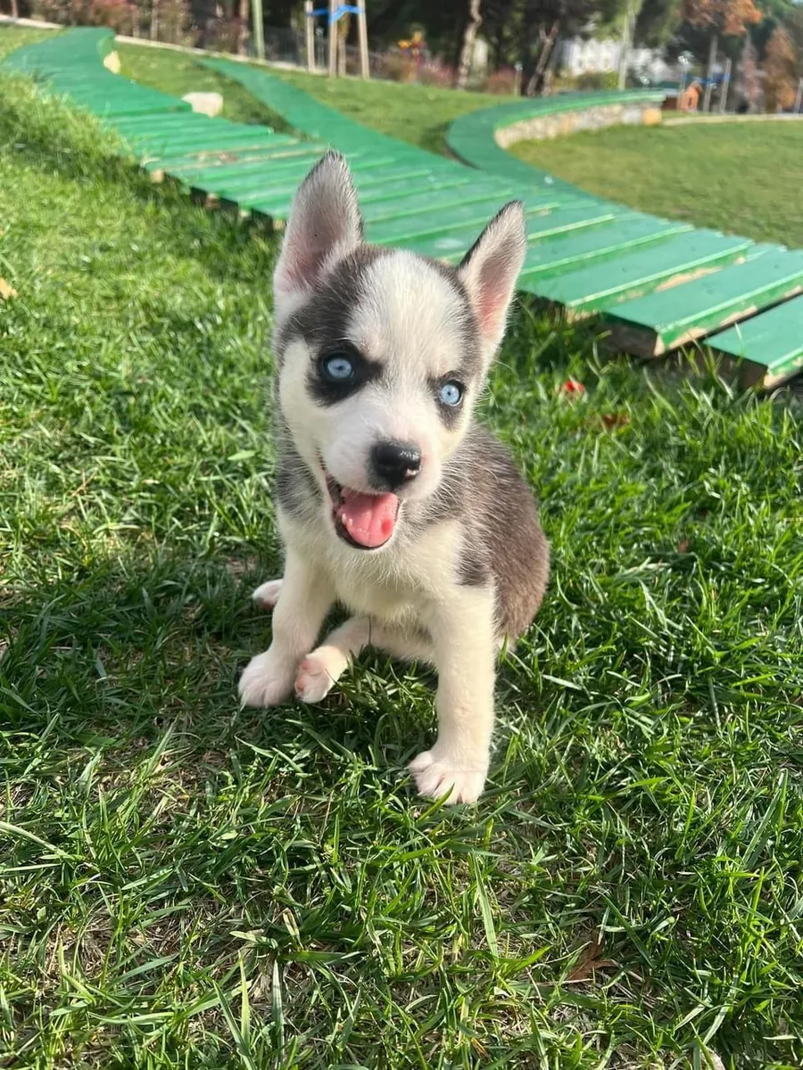 Chiots Husky de Sibérie (mâles et femelles) à adopter