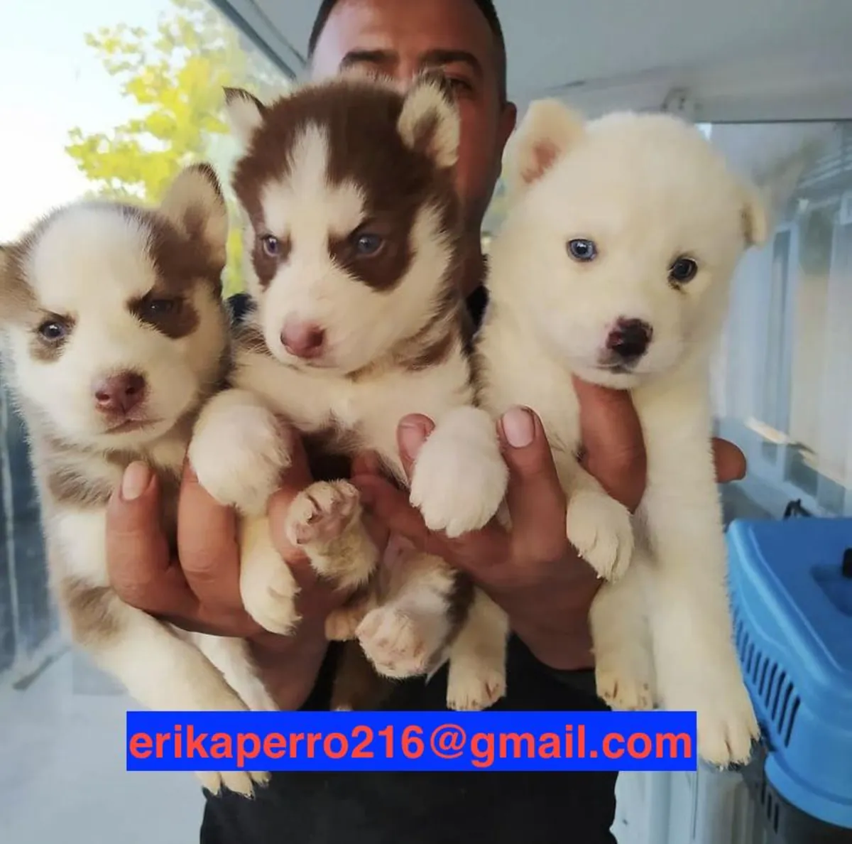 西伯利亚哈士奇幼犬（公犬和母犬）待领养