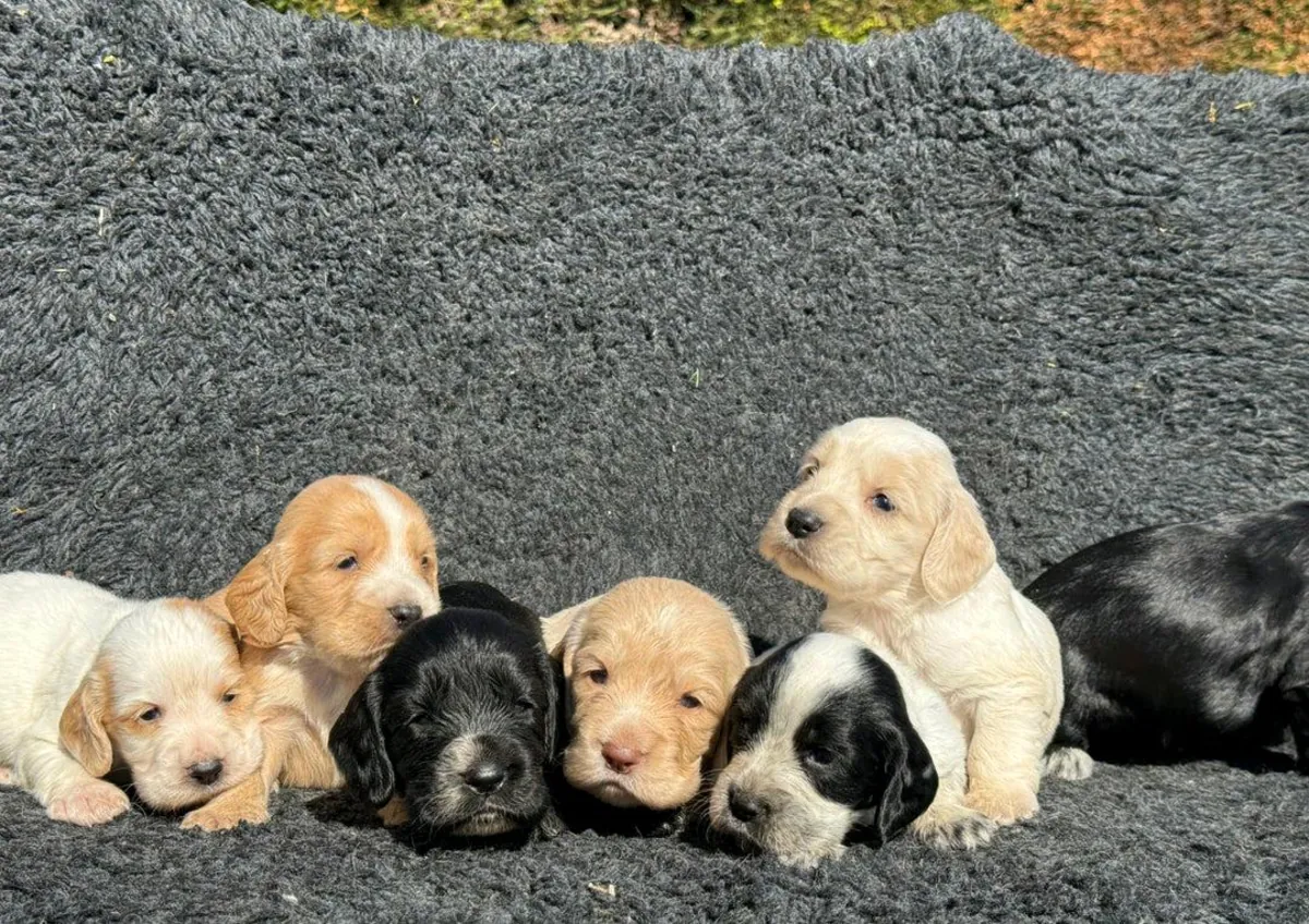 Cachorros Cocker Spaniel (macho y hembra) en regalo