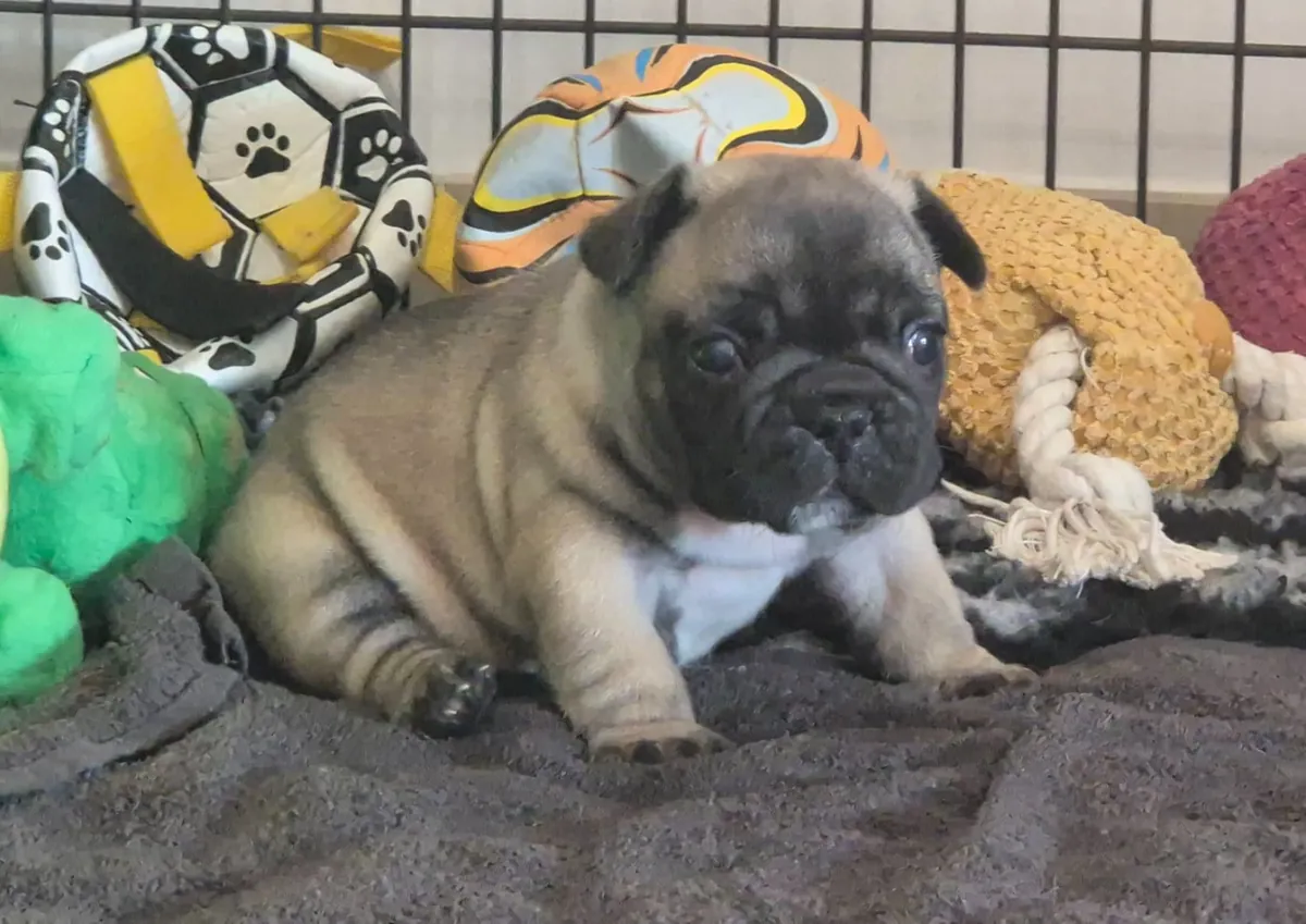 A céder chiot bouledogue français 