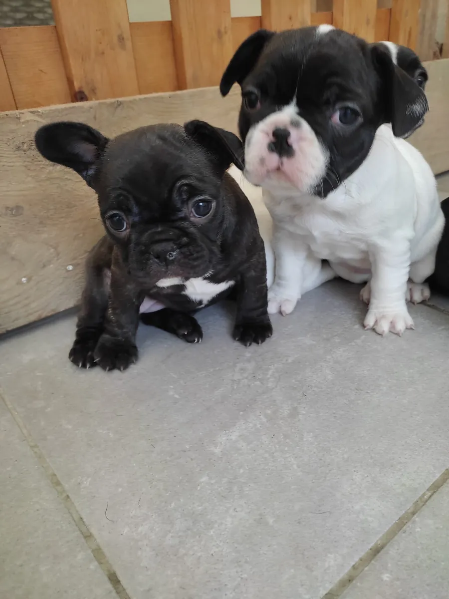 A céder chiot bouledogue français 