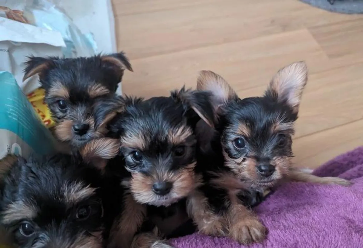 Gift male and female Yorkshire Terrier puppies