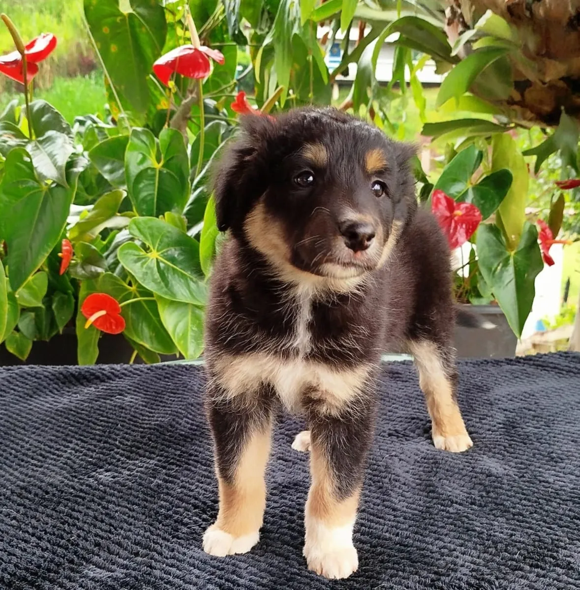 Chiots Border Collie mâles et femelles à offrir