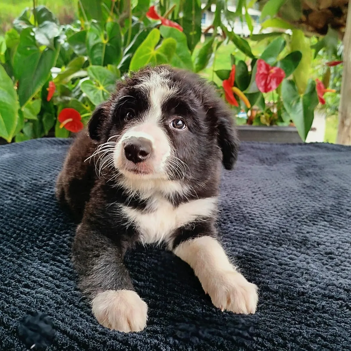 Chiots Border Collie mâles et femelles à offrir