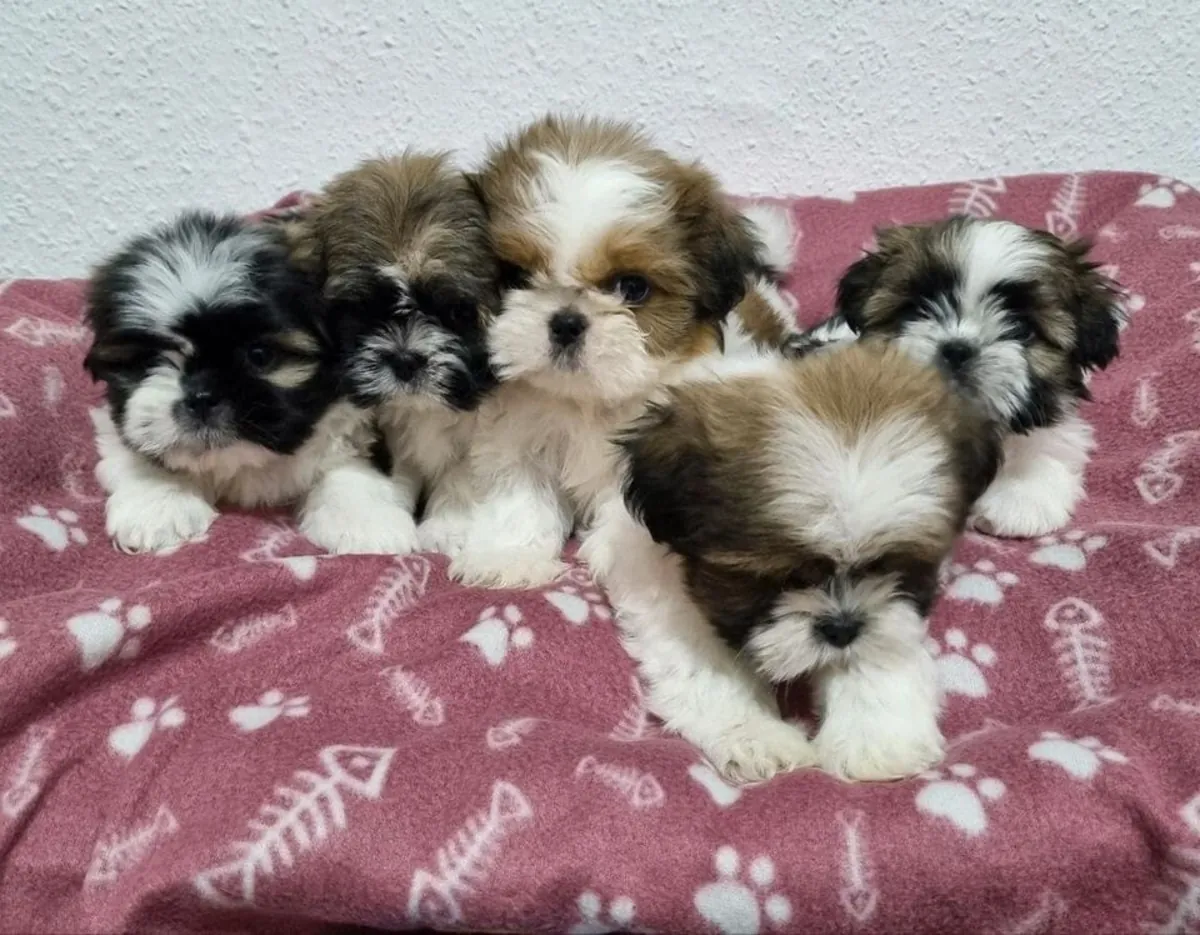 Chiots Shih Tzu mâles et femelles à offrir