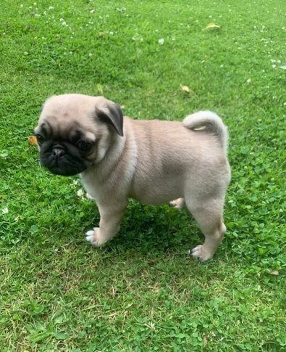 赠送雄性和雌性巴哥幼犬