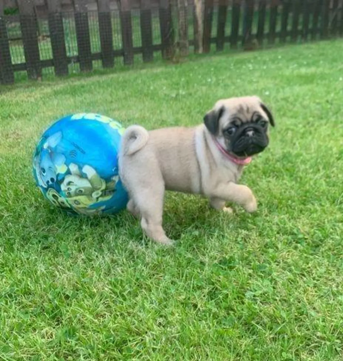 赠送雄性和雌性巴哥幼犬