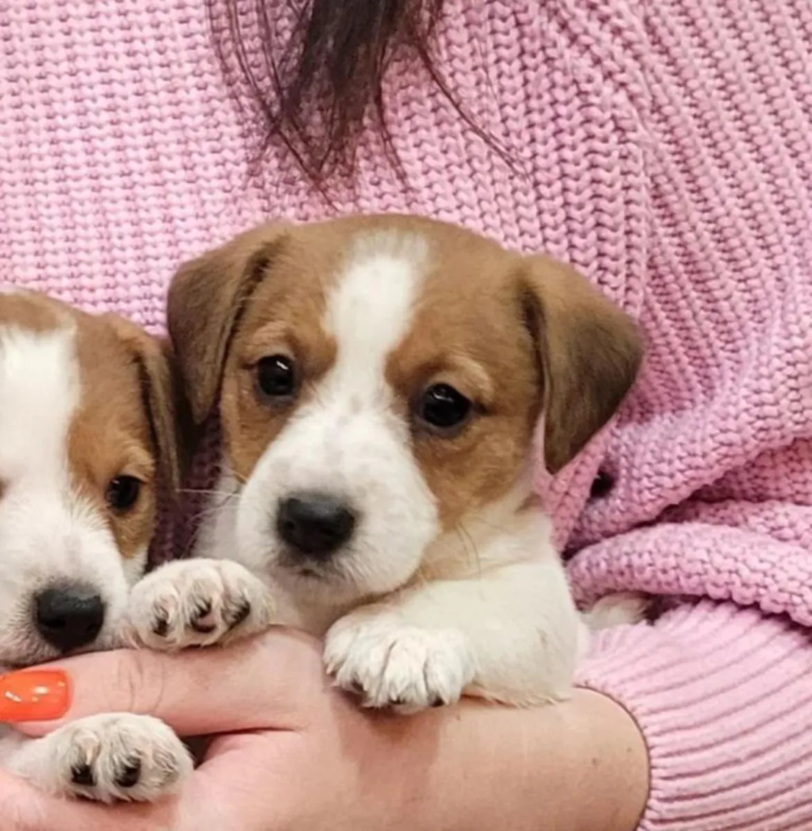 Chiots Jack Russell Terrier mâles et femelles à offrir