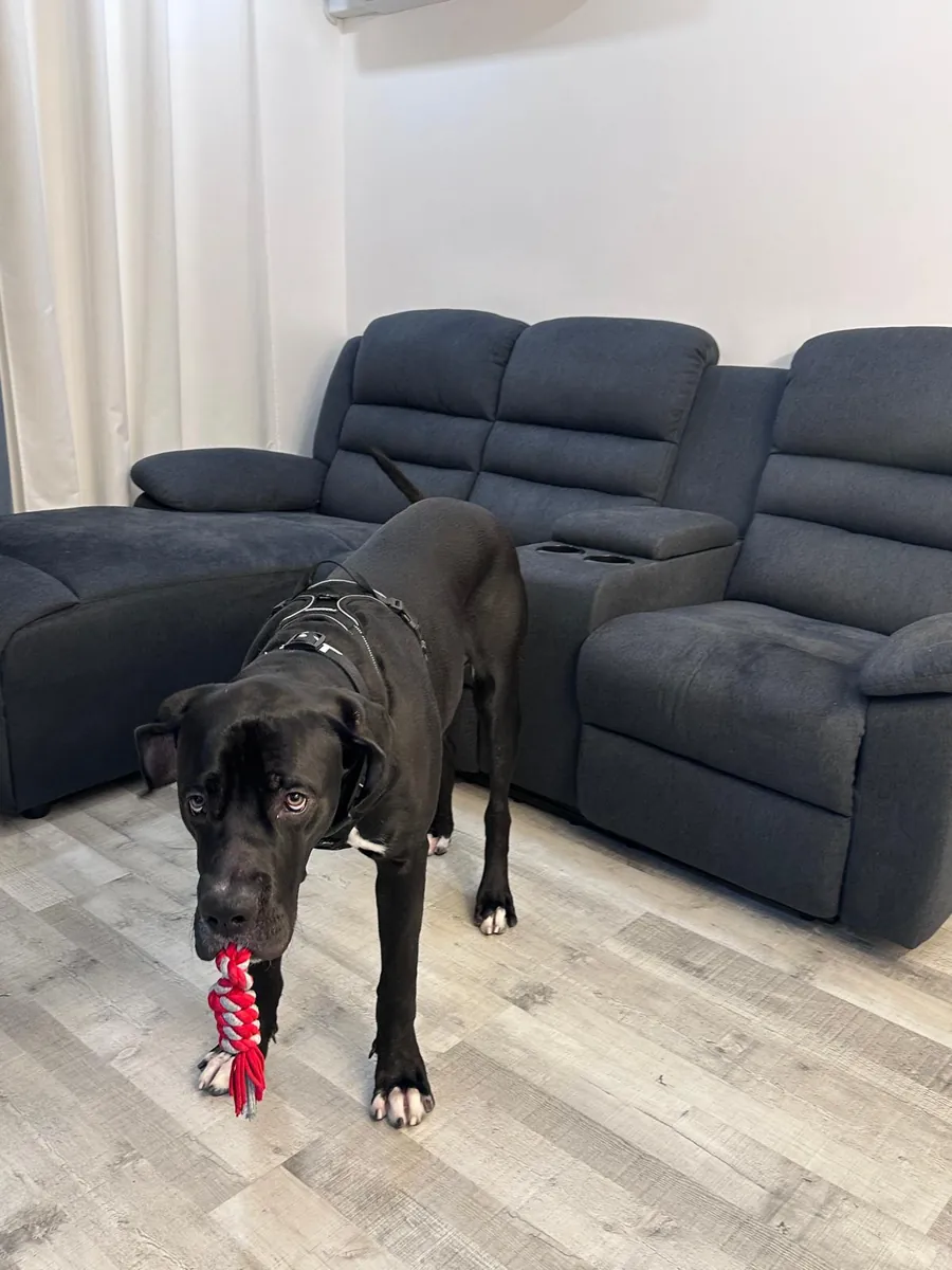 Gran danés macho de 1 año y 3 meses