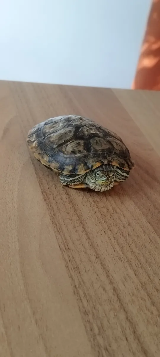 Red-eared Turtle