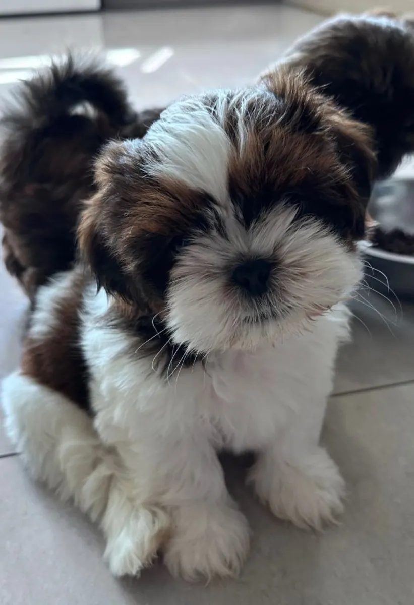 西施犬幼犬已准备好交付。
