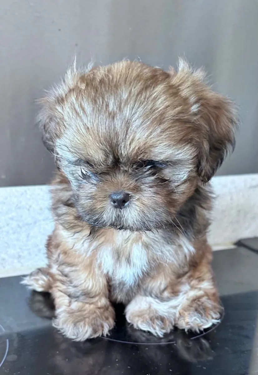 西施犬幼犬已准备好交付。