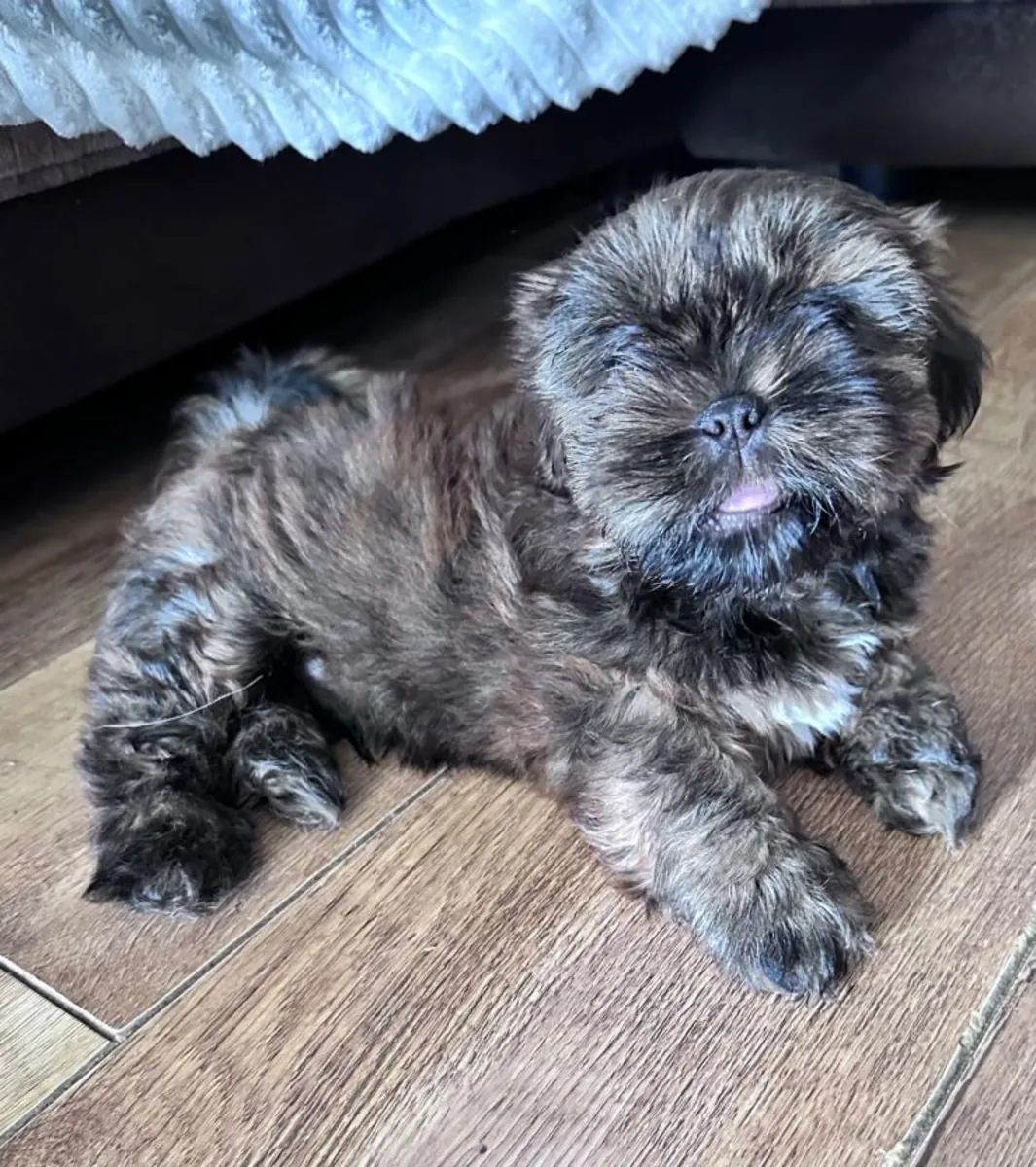 西施犬幼犬已准备好交付。