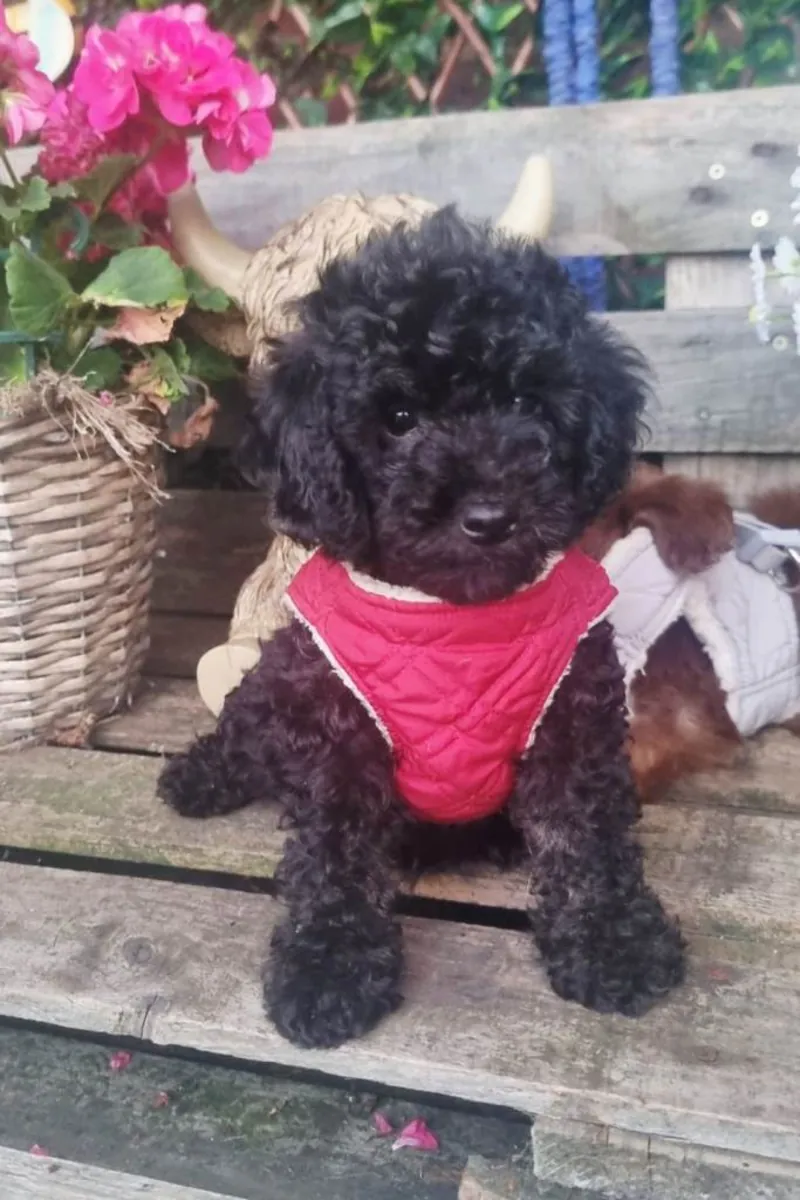 Adorables cachorros Cockapoo F1b