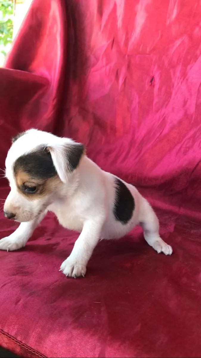 Chiots Jack Russell Terrier (mâles et femelles) à donner gratuitement